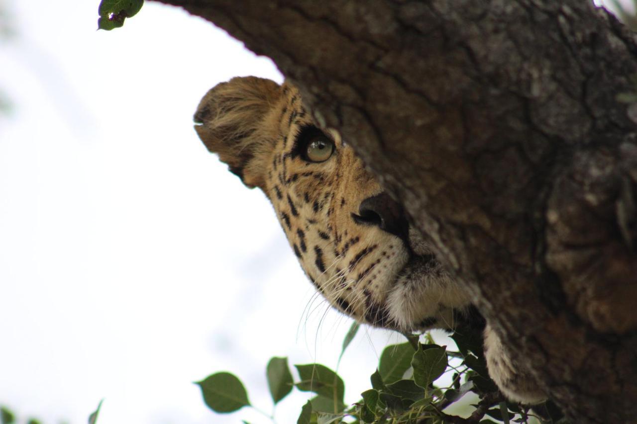 Shumbalala Game Lodge Thornybush Wildreservaat Buitenkant foto