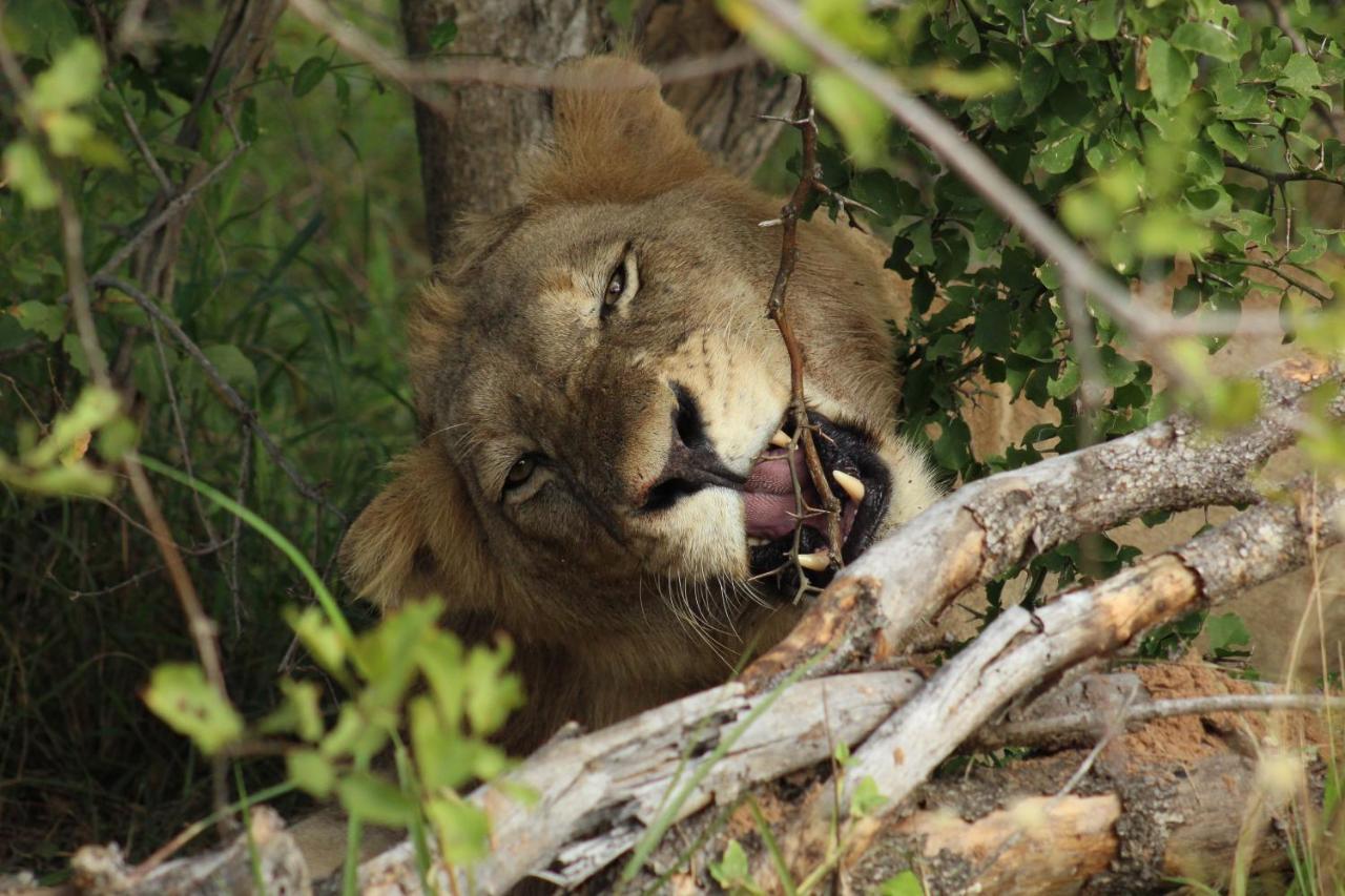 Shumbalala Game Lodge Thornybush Wildreservaat Buitenkant foto