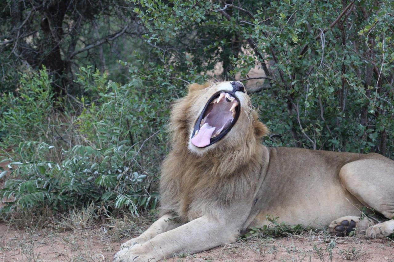 Shumbalala Game Lodge Thornybush Wildreservaat Buitenkant foto